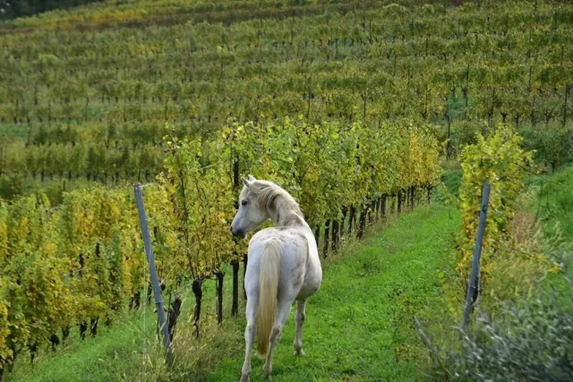 Tenuta Valdomini، Udine 29/50