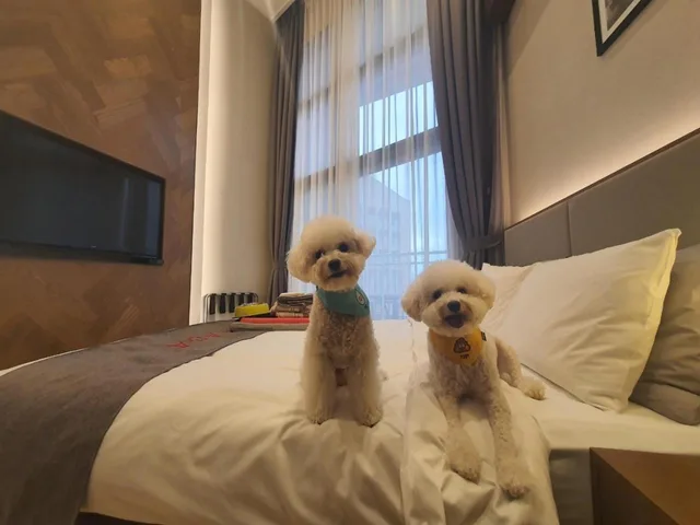 غرفة بسرير مزدوج يُسمح فيها بالحيوانات الأليفة، Ramada Hotel & Suites by Wyndham Gangwon Pyeongchang 2/5