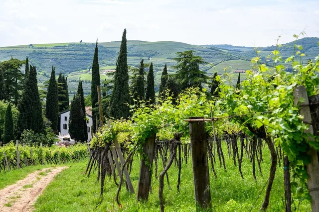 Massimago Wine Relais، فيرونا 37/50