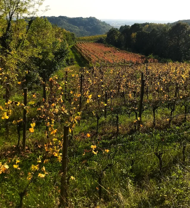 Tenuta Valdomini، Udine 34/50