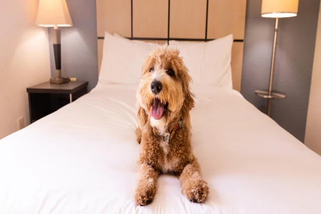 Americas Best Value Inn & Suites Odessa، أوديسا 2/3