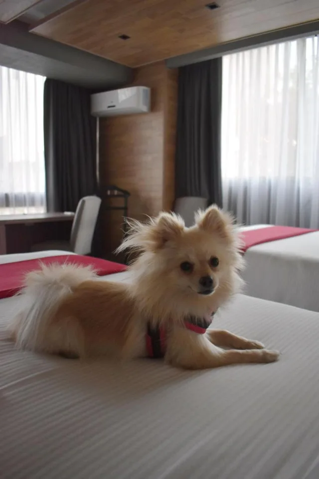 غرفة ديلوكس بسريرين كوين، Hotel Park Nilo 5/10