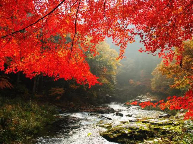 Japanese, House, Annex، Yunogo Onsen Chikutei 1/1