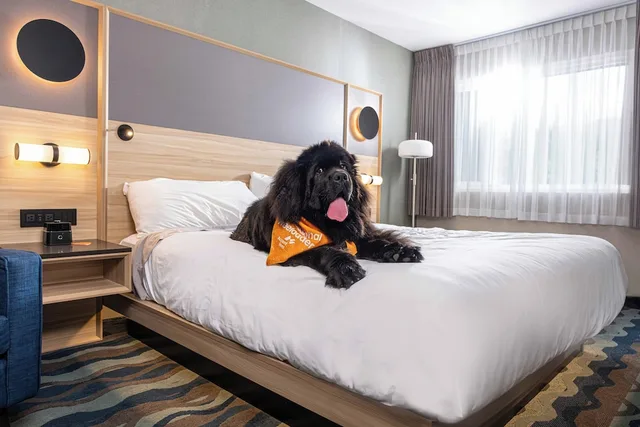 غرفة بسرير كينج مع أريكة، Accent Inn Vancouver Airport 3/6