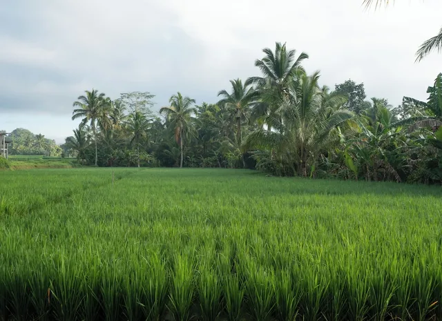 Taru Sebatu Villa، Ubud 41/50
