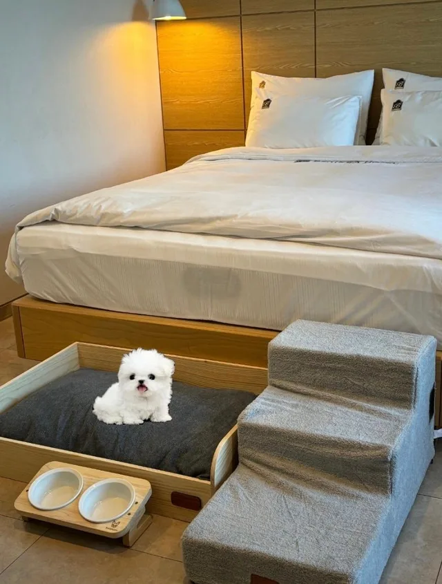 غرفة ديلوكس بسرير مزدوج وسرير فردي يُسمح فيها بالحيوانات الأليفة، Benikea The Bliss Hotel 1/1
