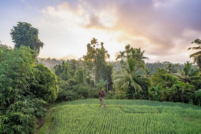 Taru Sebatu Villa، Ubud 40/50