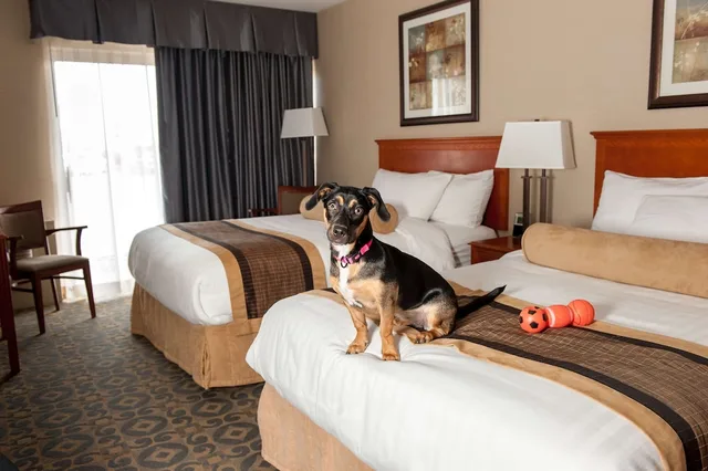 Standard, 2 Double Beds, Pet Friendly, Best Western Brantford Hotel Conference Centre 3/5