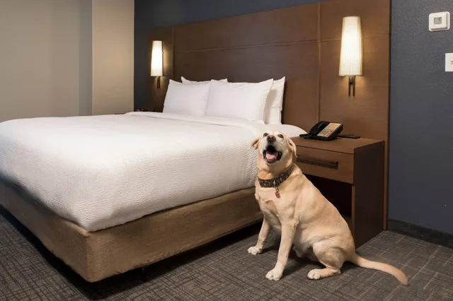 Studio, Queen Bed, Sofa, Residence Inn Memphis Downtown 6/10